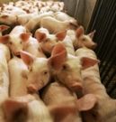 В Волгоградской области проходит вакцинация свиней от классической чумы