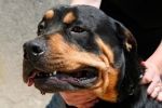 В Волгоградской области оштрафовали хозяйку агрессивной собаки