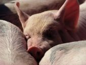 В Волгоградской области зафиксирована очередная вспышка африканской чумы свиней
