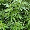 Под Волгоградом изъяли более 2 кг марихуаны