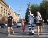 Волгоградцев учат уважать «зебру»