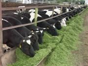 Во Фроловском районе начато строительство молочной фермы
