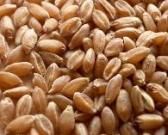 Волгоградский суд рассмотрит дело о хищении зерна на 29 млн. рублей
