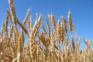 Волгоградского фермера лишили 100 тонн зерна за долги