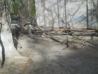 На улице Ленина в Волгограде дерево раздавило автомобиль