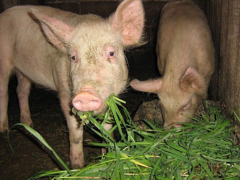 В Волгограде в окрестностях торгового центра появятся свиньи