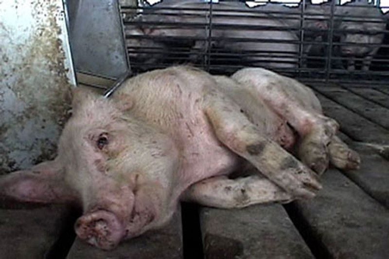 В Волгоградскую область вернулась африканская чума свиней