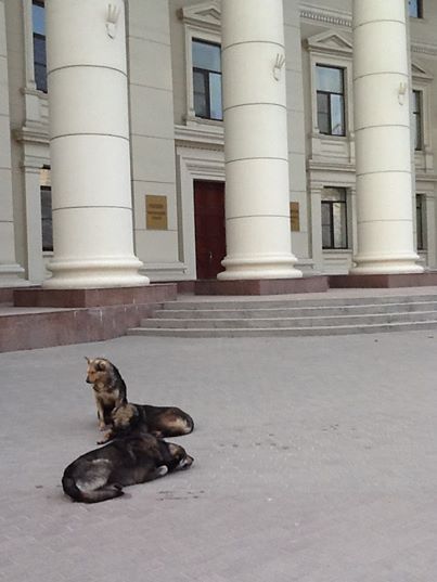В Волгограде объявили отлов бродячих собак