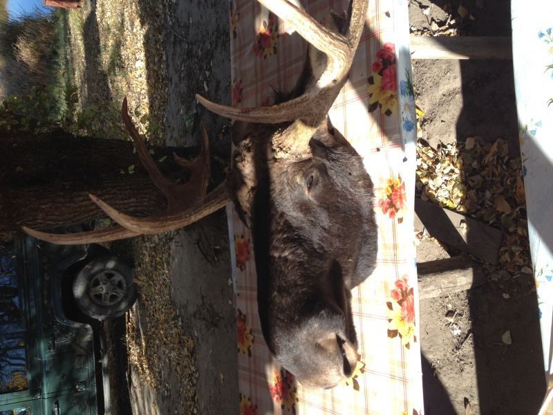 Житель Серафимовического района ответит за незаконное убийство лося