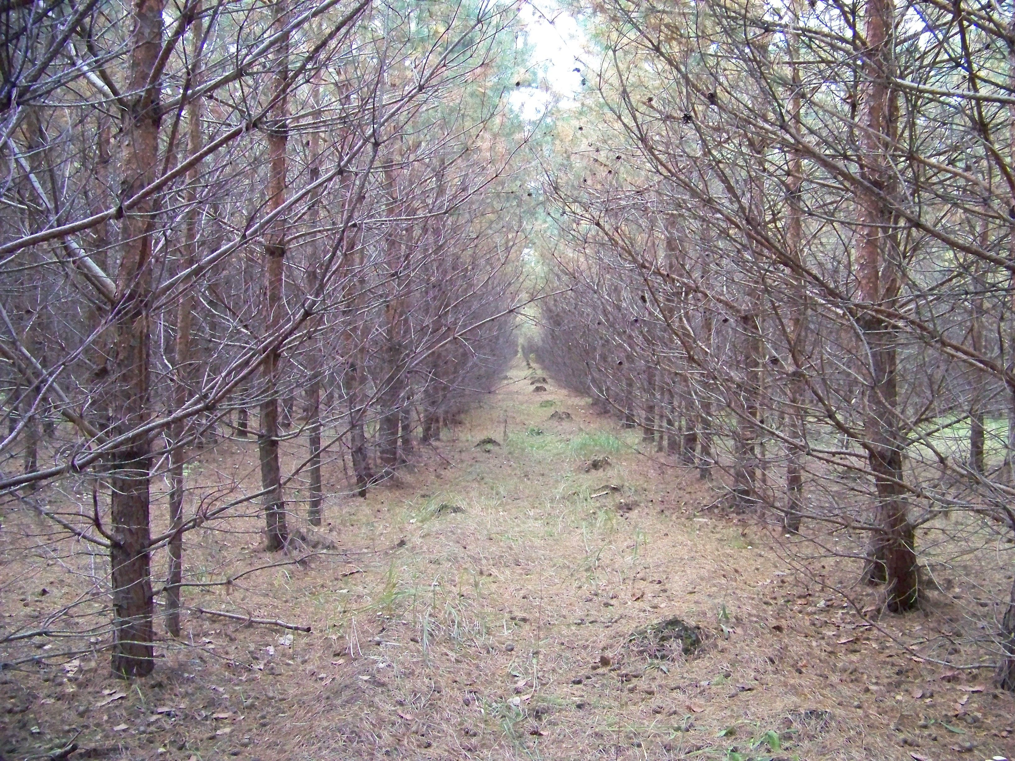 Шурухинский лес Волгоград