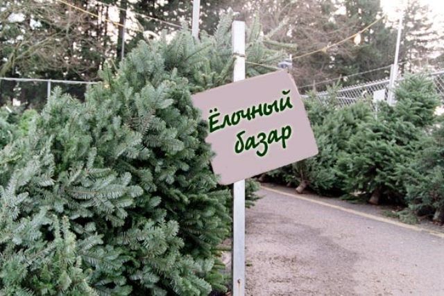 В Волжском двое пьяных местных жителей ограбили елочный базар