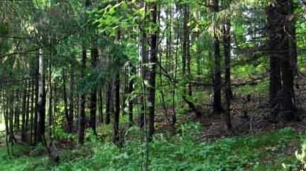 В Волгоградской области завершилась двухмесячная операция «Лесовоз»