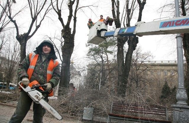 В выходные центральные улицы Волгограда перекроют для обрезки деревьев