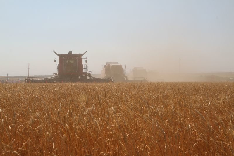 Более 221 тысячи тонн озимых зерновых культур намолочено на полях Волгоградской области