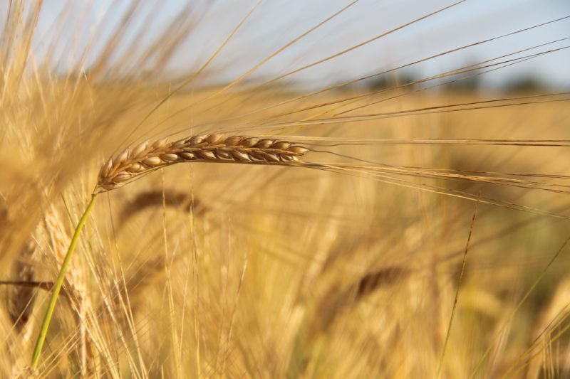 В Волгоградской области собрали 2 миллиона тонн зерна