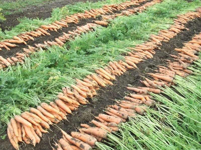 Аграрии Волгоградской области собрали богатый урожай овощей