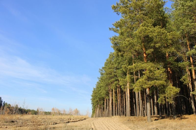 В регионе высадили 900 тысяч га лесных насаждений