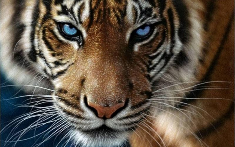 Тигр в зоопарке сгрыз ногу пьяной школьницы