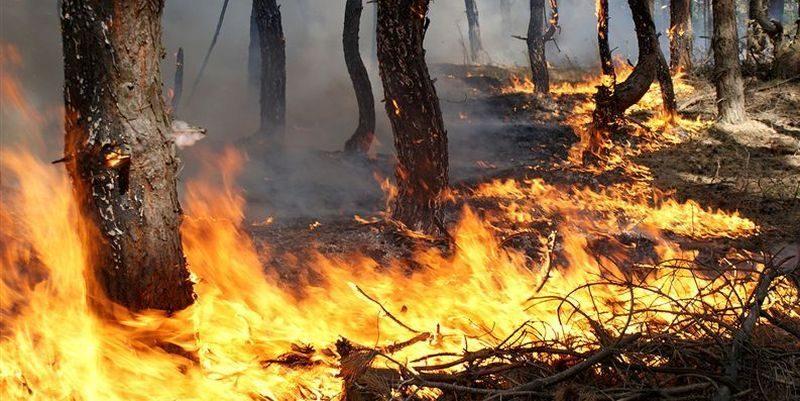 МЧС объявило чрезвычайно высокий уровень пожароопасности в Волгоградской области