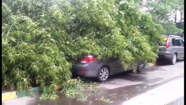 В Москве ликвидируют последствия сильнейшего урагана