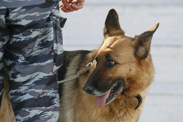 В Волжском служебная собака не дала «замести следы» жестокого убийства