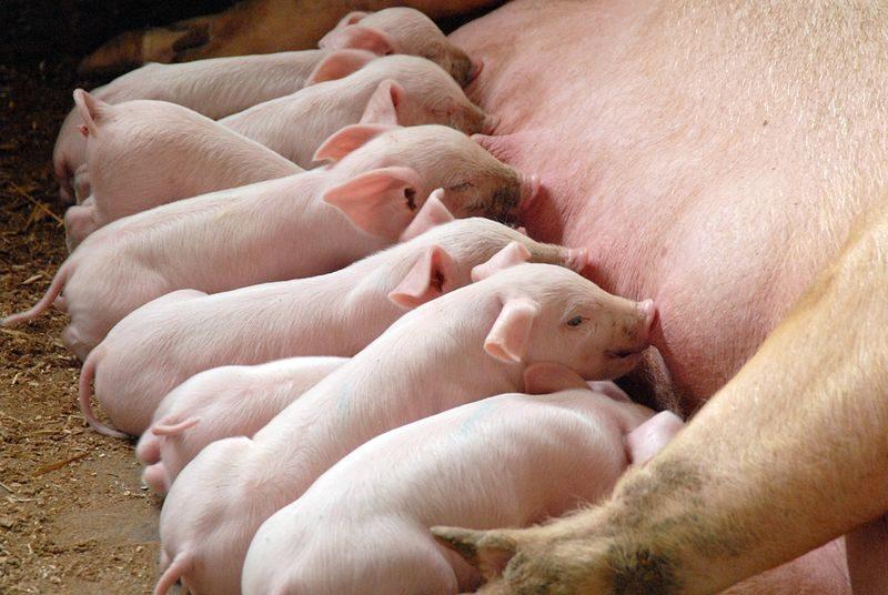В Волгоградской области выявили повторные очаги африканской чумы свиней
