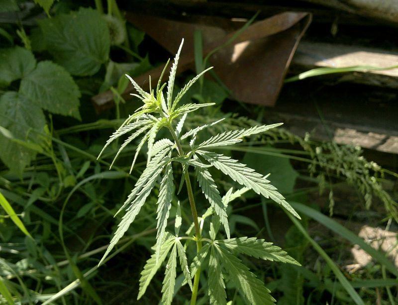 Волгоградские полицейские нашли у местных жителей марихуану