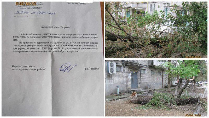 В Кировском районе Волгограда два дерева упали на припаркованные во дворе автомобили