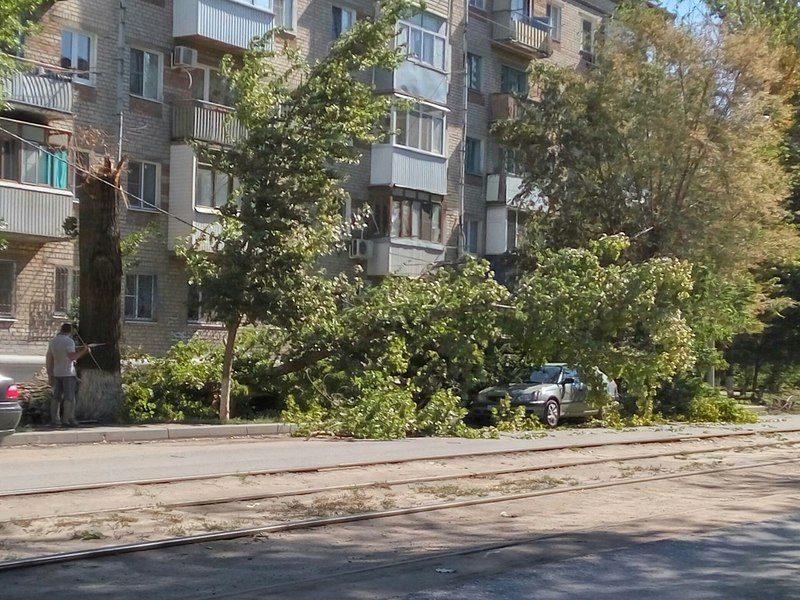 Берегись сухостоя: В Волгограде деревья падают на автомобили горожан