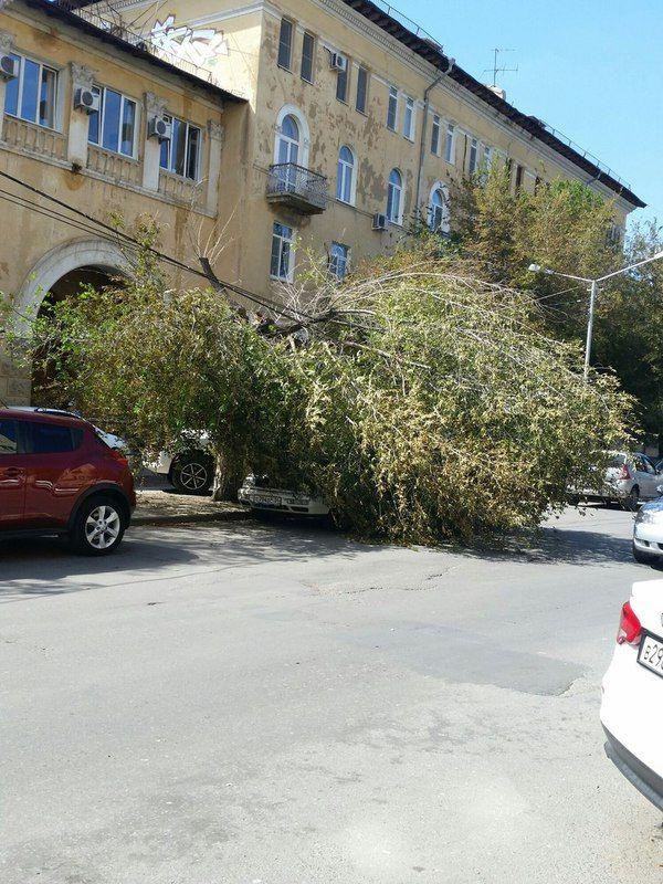 Берегись сухостоя: В Волгограде деревья падают на автомобили горожан