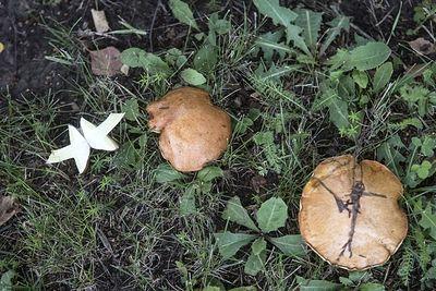 Под Волгоградом 8-летняя школьница отравилась грибами