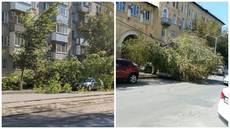 В Кировском районе Волгограда два дерева упали на припаркованные во дворе автомобили