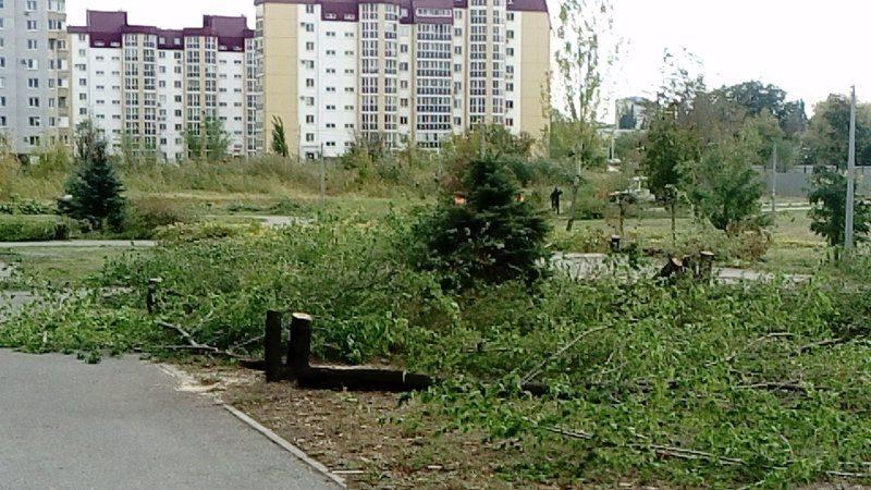 Волгоградцы требуют от президента сохранить деревья в будущем парке