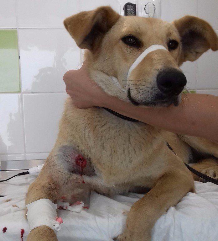 Волгоградцы «скинулись» на операцию раненной прокурором собаки