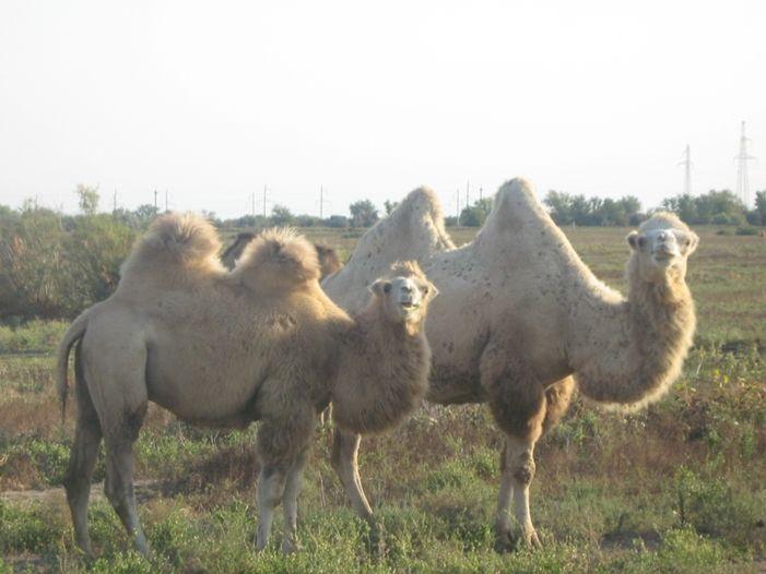 На сельскохозяйственную выставку в Москве астраханцы привезли верблюда