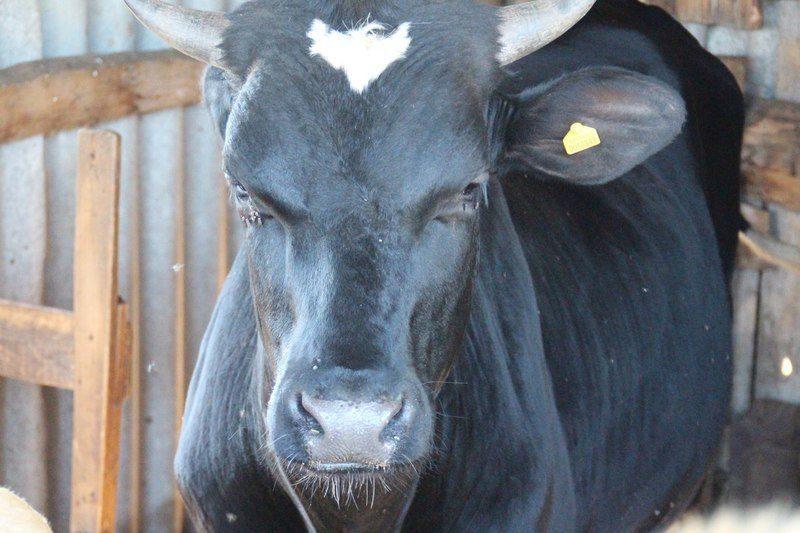 Сбитая иномаркой корова отлетела на погонщицу скота