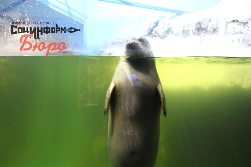  Спасенные сахалинские тюлени освоились в волгоградском океанариуме