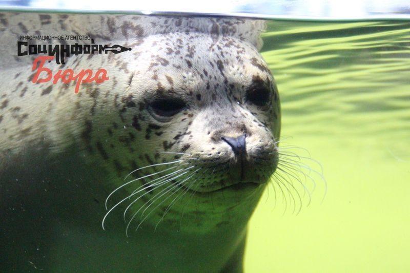 Спасенные сахалинские тюлени освоились в волгоградском океанариуме