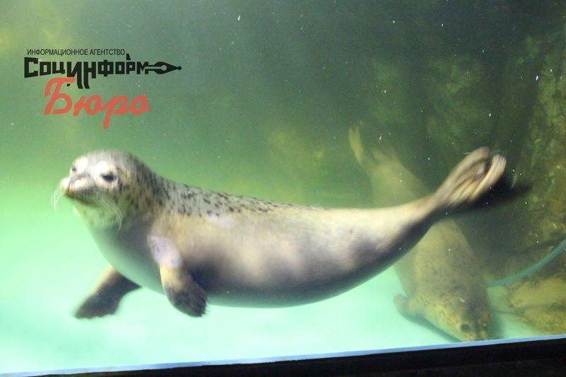  Спасенные сахалинские тюлени освоились в волгоградском океанариуме
