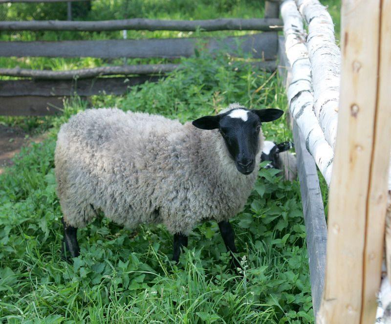 У жителя Михайловки за долги забрали стадо овец
