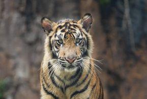 Хабаровская тигрица Тихоня сбежала на свободу