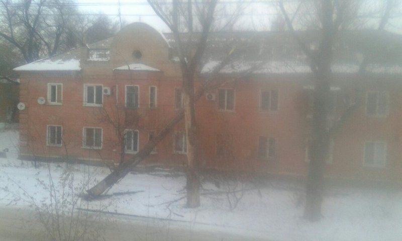 В Волгограде сильный ветер повалил дерево на жилой дом