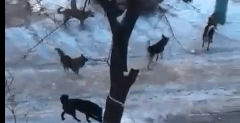 Жители Дзержинского района жалуются на стаи бездомных собак