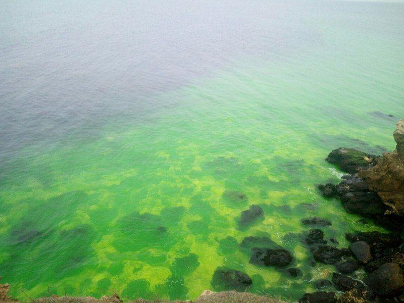 Море в Севастополе окрасилось в ярко-зеленый цвет