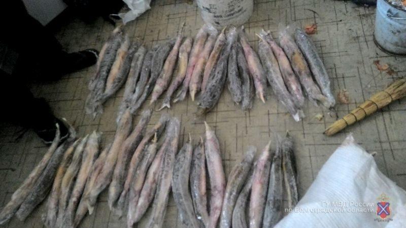 В Волгограде у браконьера изъяли икру и рыбу на 150 тысяч рублей