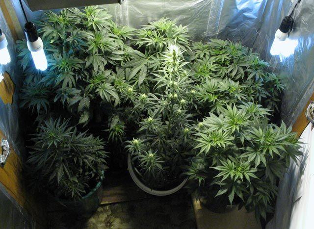 Селянин из Серафимовического района выращивал в сарае марихуану