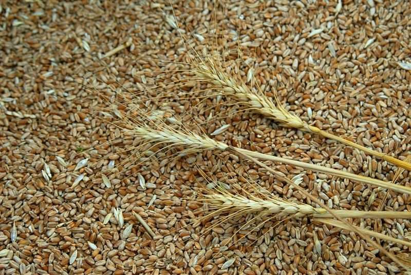 Элеватор под Волгоградом хранил зараженную пшеницу