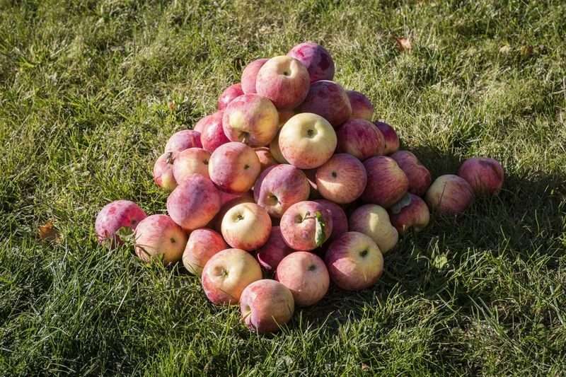 В Волгоградской области уничтожили больше тонны яблок