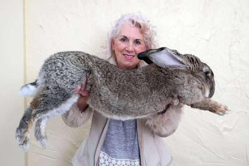 Новый скандал на борту United Airlines: гигантский кролик-рекордсмен погиб при перелете