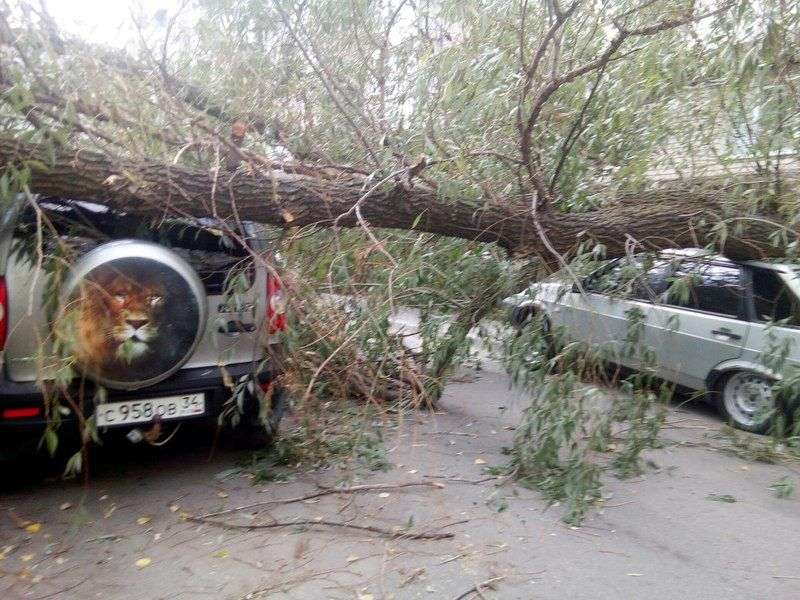 На севере Волгограда на припаркованные у дома машины упало огромное дерево